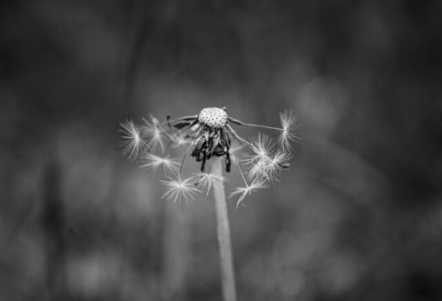 Why digital transformations fail